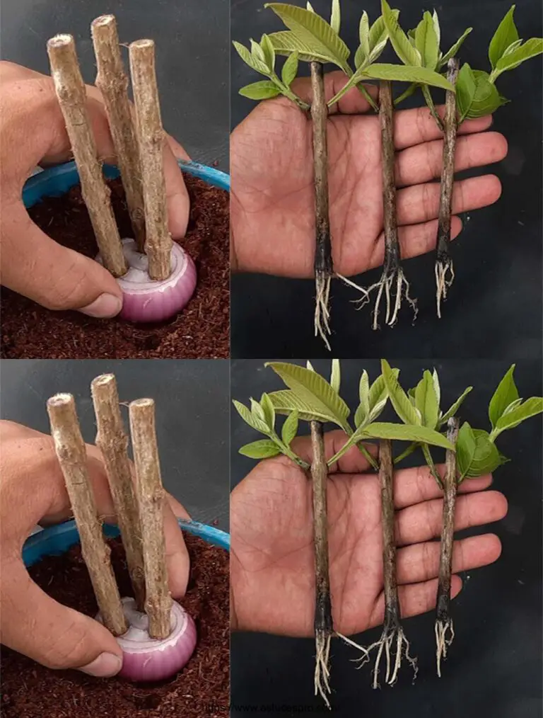 Cómo cultivar una planta de guava de un corte en una cebolla