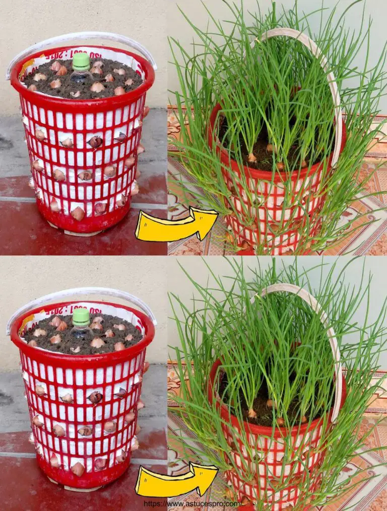 ¡Grandes ideas! Cultive Green Onions at You por Reusing a Linen Basket