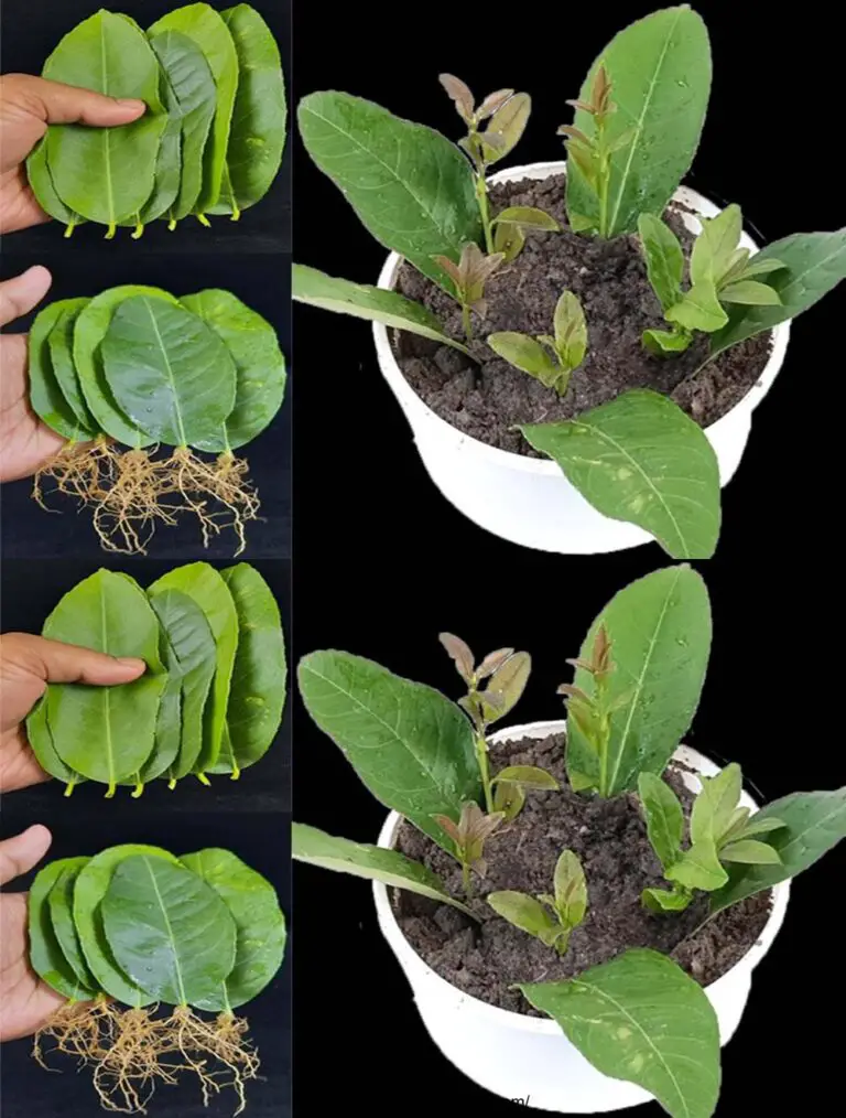 Cómo cultivar árboles de limón de hojas de limón – Con 100% de éxito