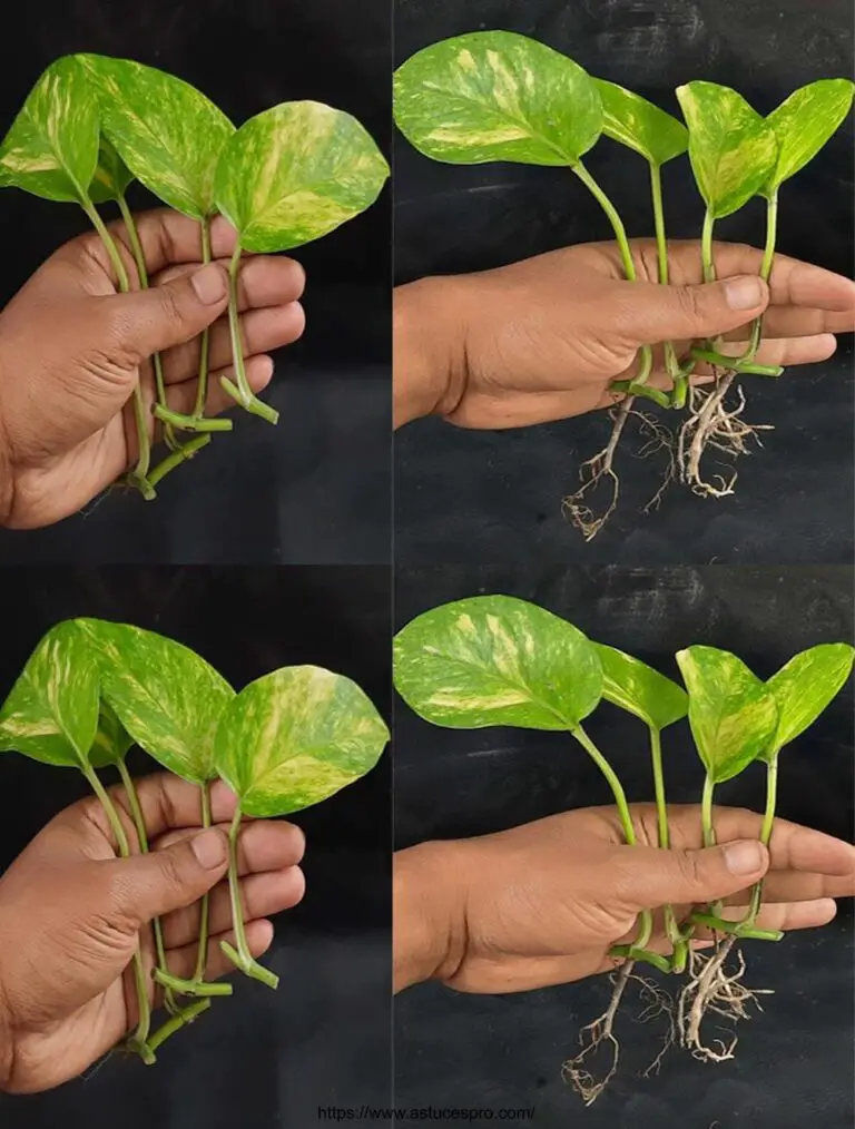 Cómo empujar las plantas de plata de hojas únicas en casa