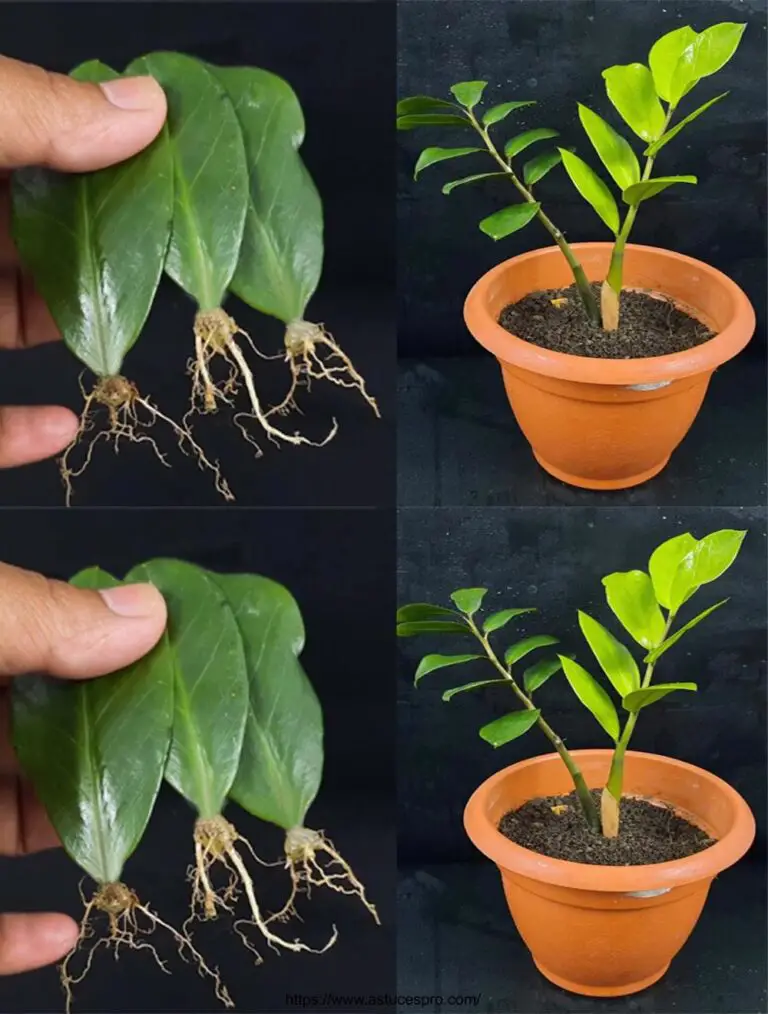 Propagation of a single ZZ Plant Sheet with UPDATE