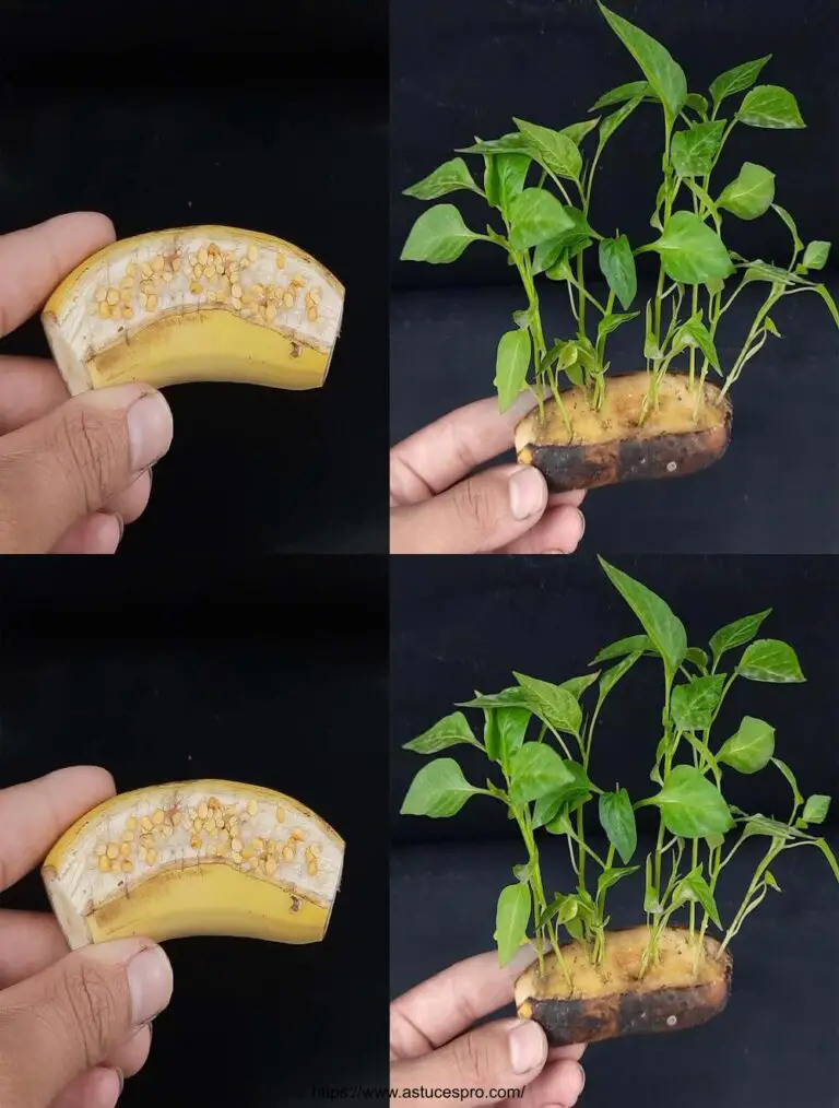 Cómo cultivar pimientos de semillas en un plátano