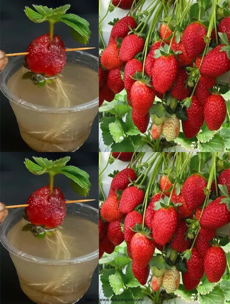 Competencia única: Cultivar fresas de fresas