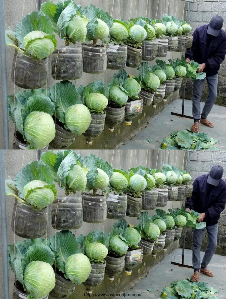 Jardín de repollo para amas de casa: coles y verduras en botellas de plástico