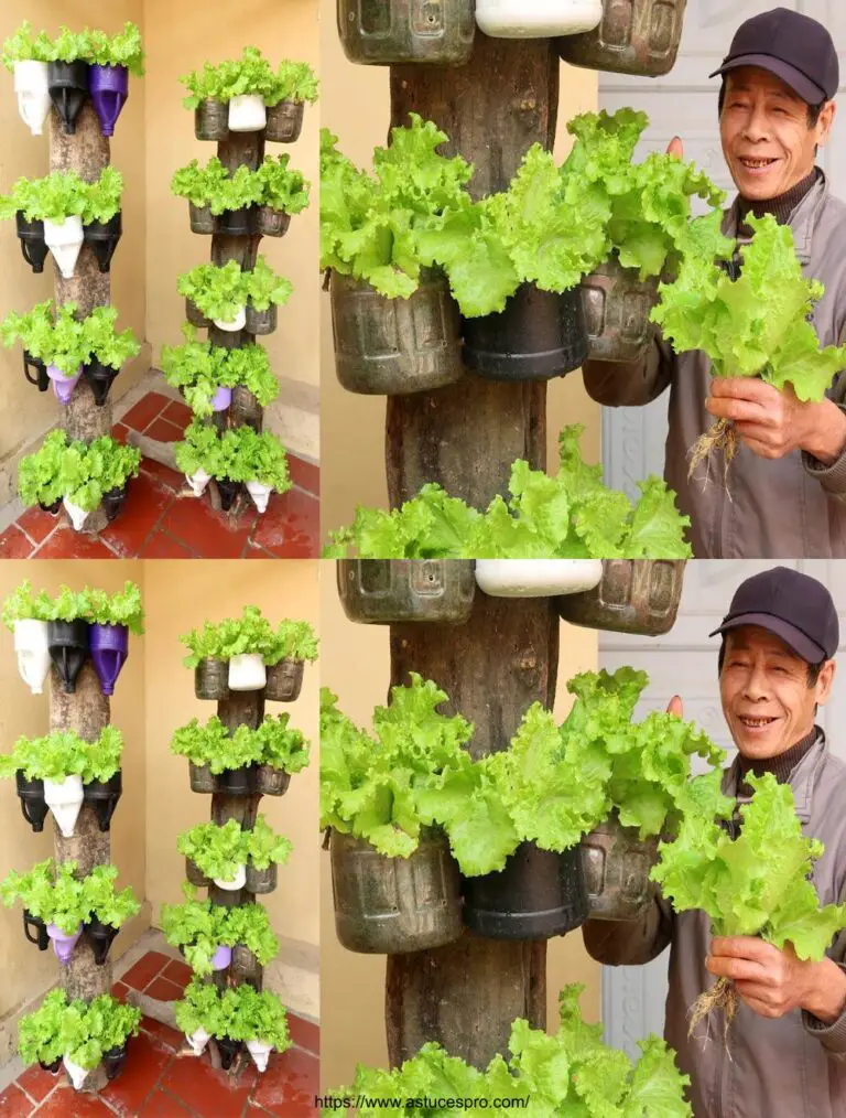 Jardín vertical en árboles secos – Cultiva tu ensalada en casa!