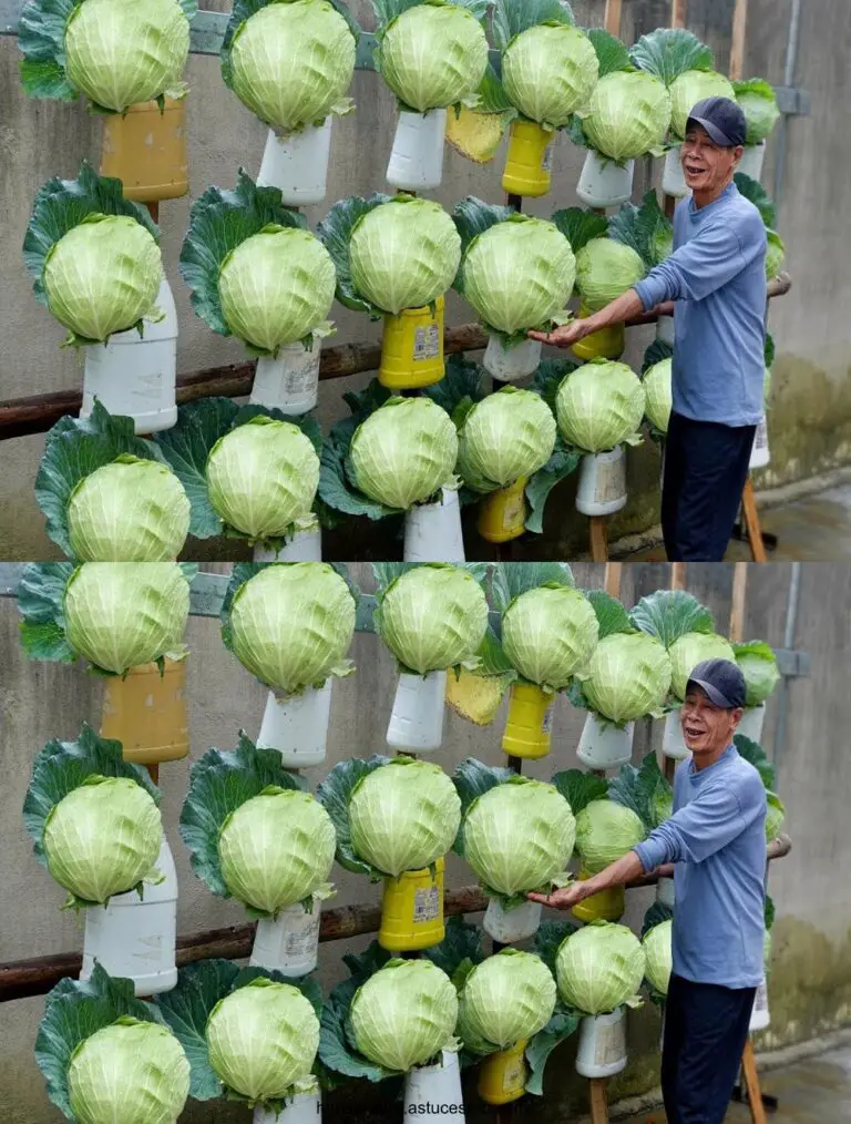 Los mejores consejos para cultivar verduras en su casa, de forma fácil y eficiente!