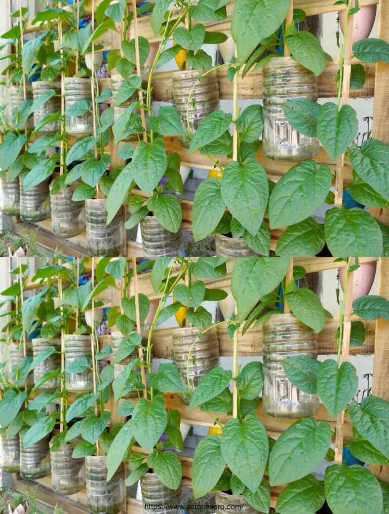 Reutilizar la serie de botellas de plástico para cultivadores de hortalizas caseras, Malabar Spinach Cultivez