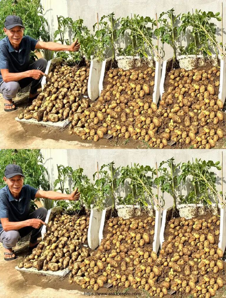 Nunca más necesita comprar patatas: ¡averigua cómo cultivar papas sin hacer nada!