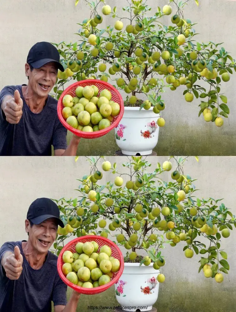 Ganar limones todo el año sin comprar nuevas plantas: ¿Cómo tuve éxito?