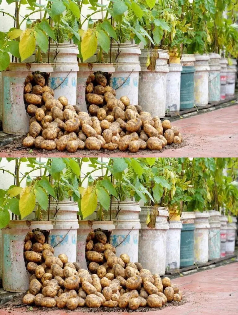 Cómo cultivar fácilmente patatas deliciosas en casa, con la cosecha máxima!