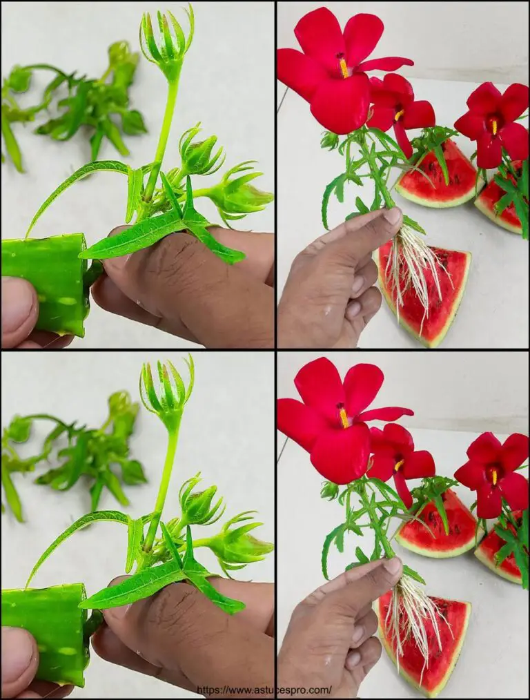 ¿Cómo difundir el hibisco de los brotes de flores, y con qué éxito? / Propagación de hibisco