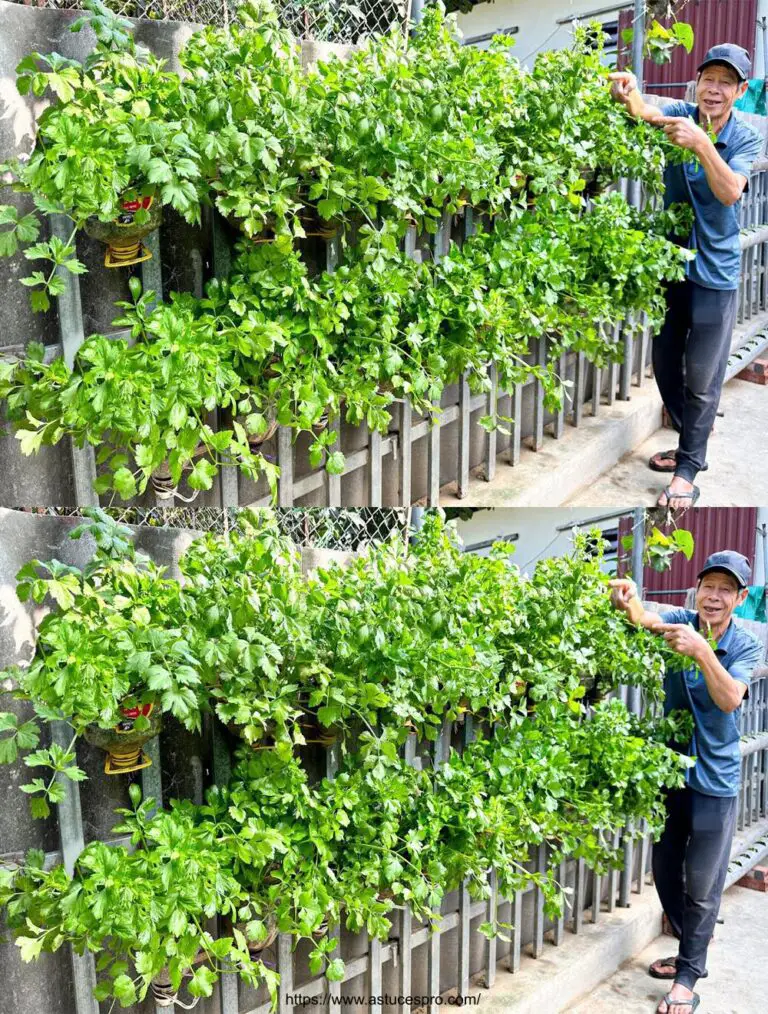 Ideal para Aquellos Sin Jardines: Cómo Cultivar Celery En una Fence