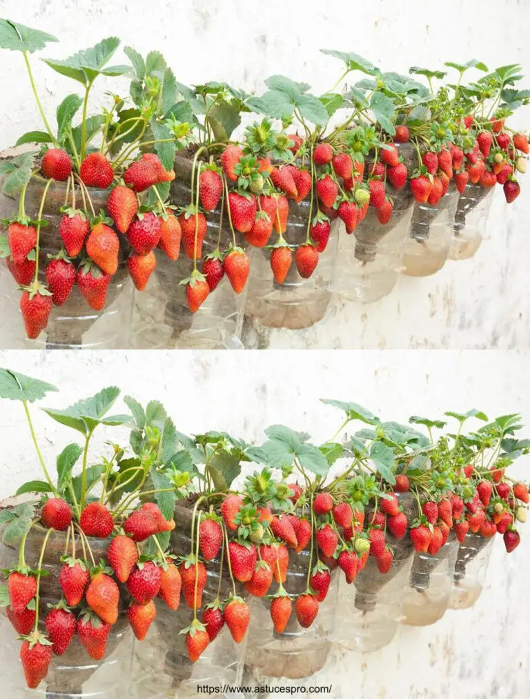 El secreto para cultivar fresas en botellas de plástico suspendidas, los frutos son abundantes y dulces!