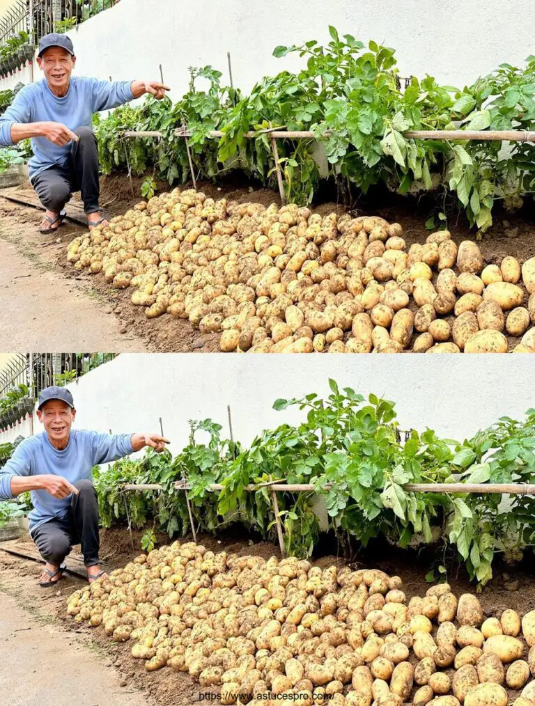 ¡No te pierdas este consejo crucial para las patatas productivas y abundantes!