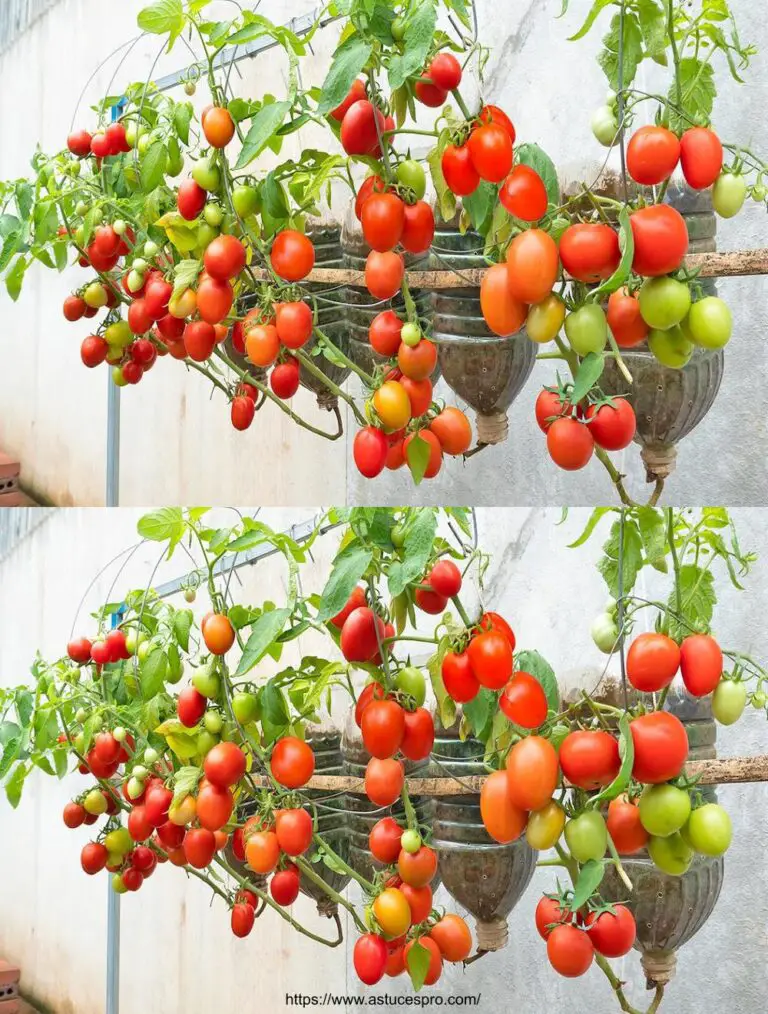 Cómo cultivar tomates en botellas de plástico: tomates sin jardín!