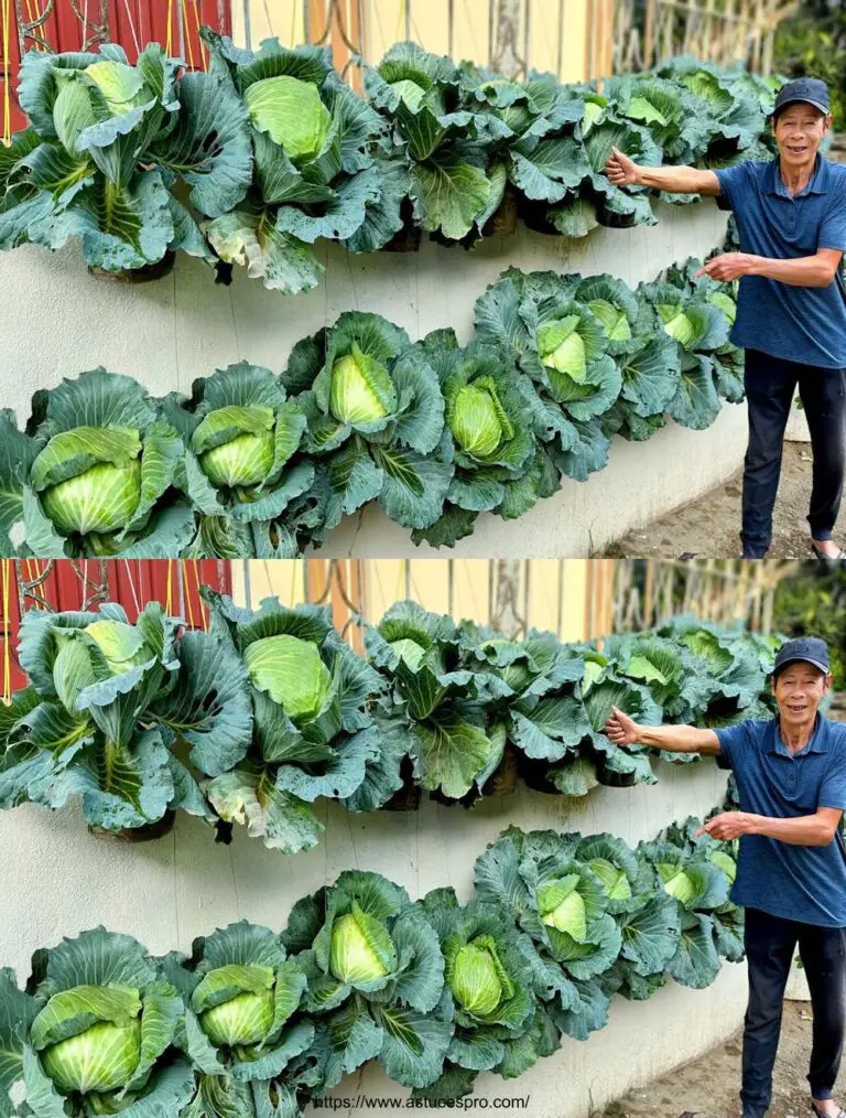 Jardín de sueño de cabbags en casa: fácil y práctico con unas botellas de plástico