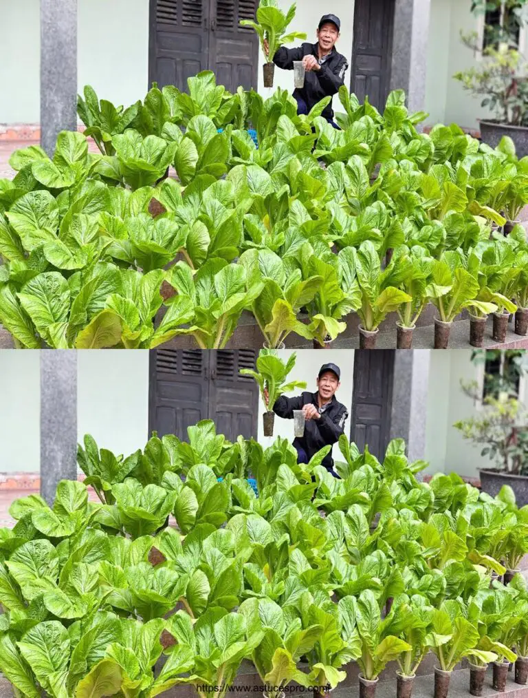 Sin Jardín, sin Tierra, así es como comeré verduras sin nada haciendo