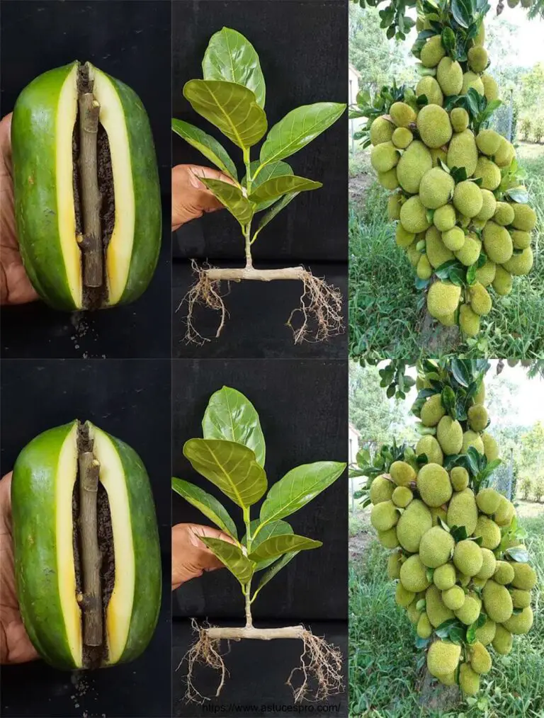 Cómo crecer un árbol de jacquier de un corte en un árbol de papaya