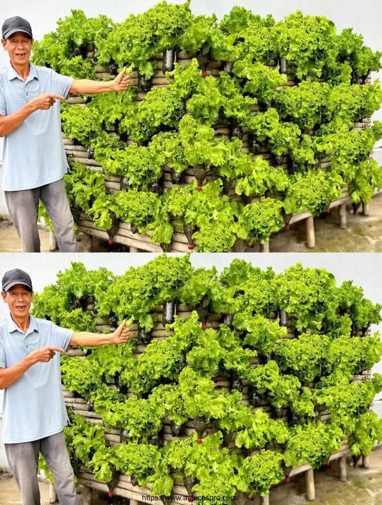 Jardín Vegetal Eco-creativo: Cultiva tus verduras con amor y ¡Sorprendete!