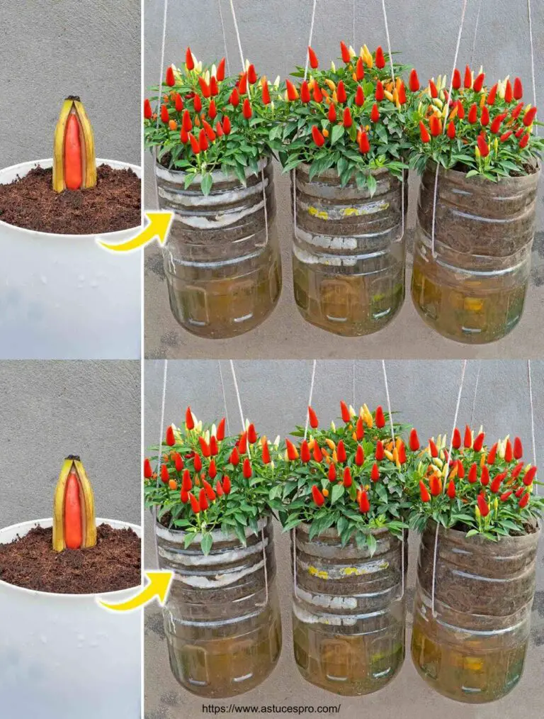 Aquí está el secreto de cultivar pimientos en botellas de plástico y cosecharlos todo el año!