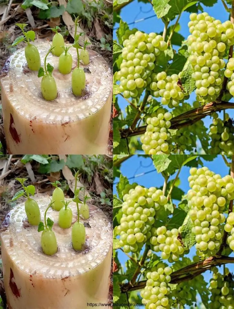 Método fácil para difundir un viñedo en casa en un árbol de plátano