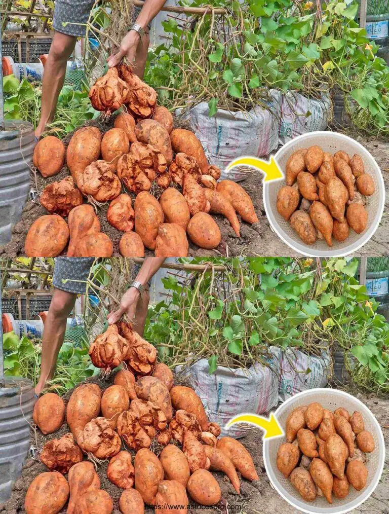 ¡No esperaba una bolsa de patatas! ¿Cómo plantarlos?