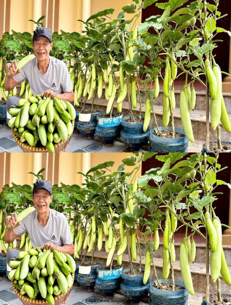 ¿Por qué no encontré esta nueva berenjena antes? ¡Muchas frutas y un delicioso sabor!