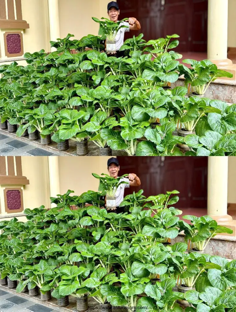 No necesita jardín, no necesita mantenimiento, no necesita comprar verduras cuando usted sabe esta propina