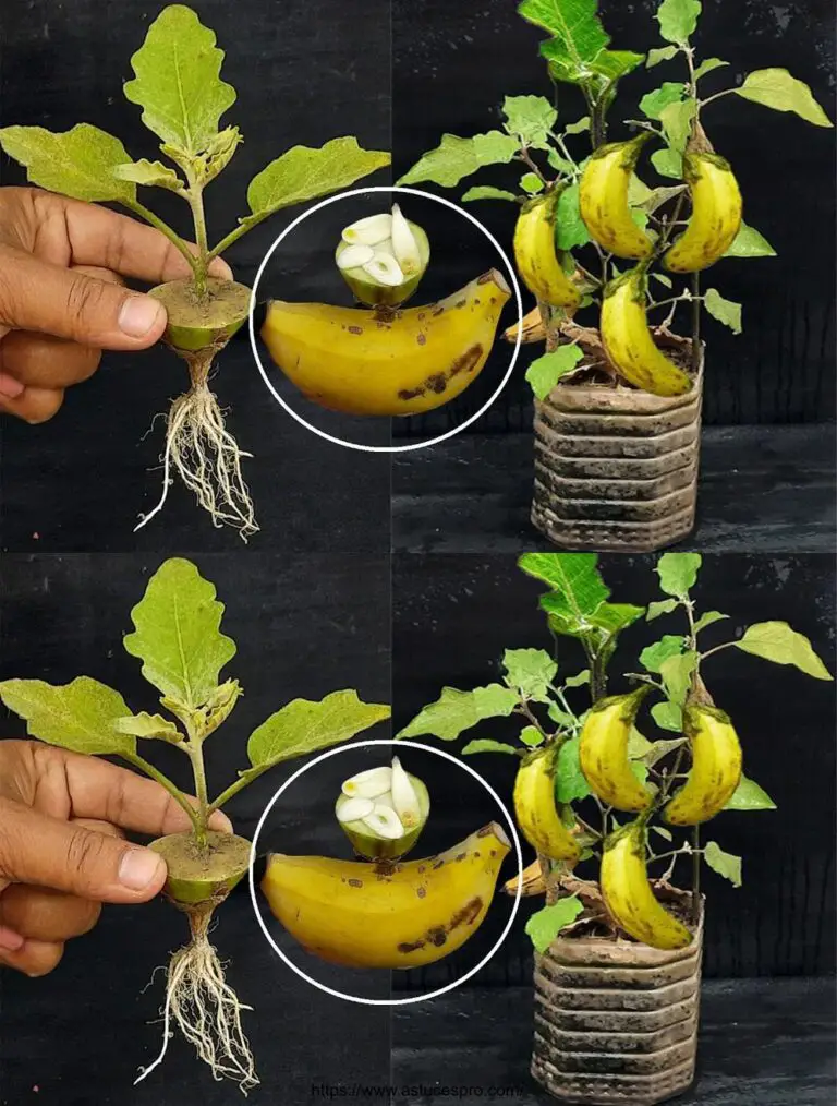 Sorprendido por cómo cultivar berenjenas con bananas