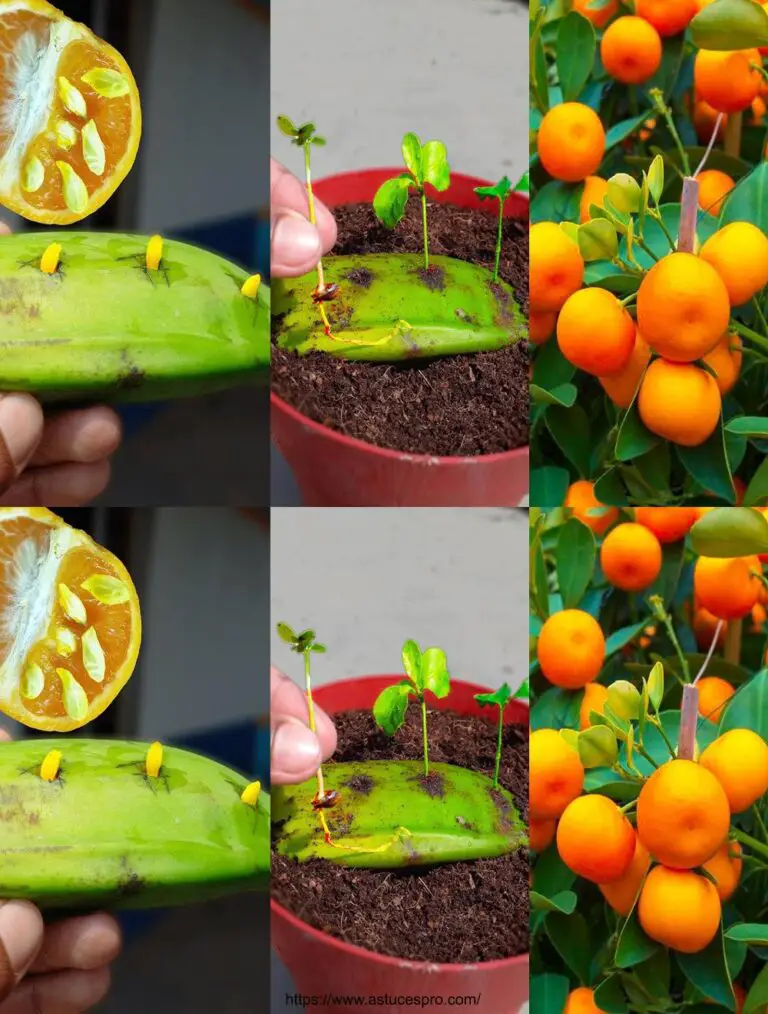 Una manera fácil de cultivar árboles naranjas de semillas naranjas con plátanos