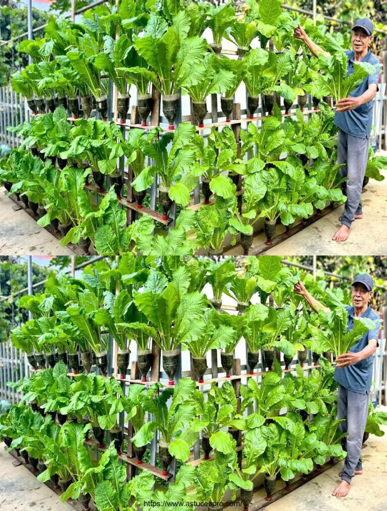 Nuevas ideas: Cultivar verduras con botellas de plástico es un juego infantil!