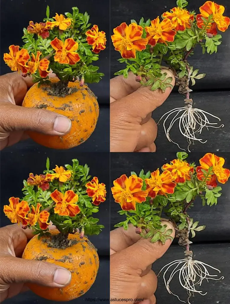 Cómo empujar una flor de agrio de una copa en un pote de naranja