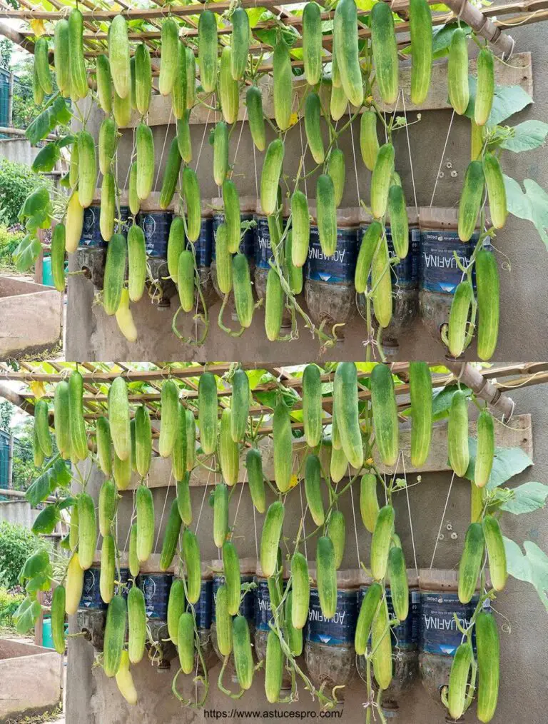 Cómo crecer pepinos trepadores para familias sin jardín usando fertilizante orgánico en casa.