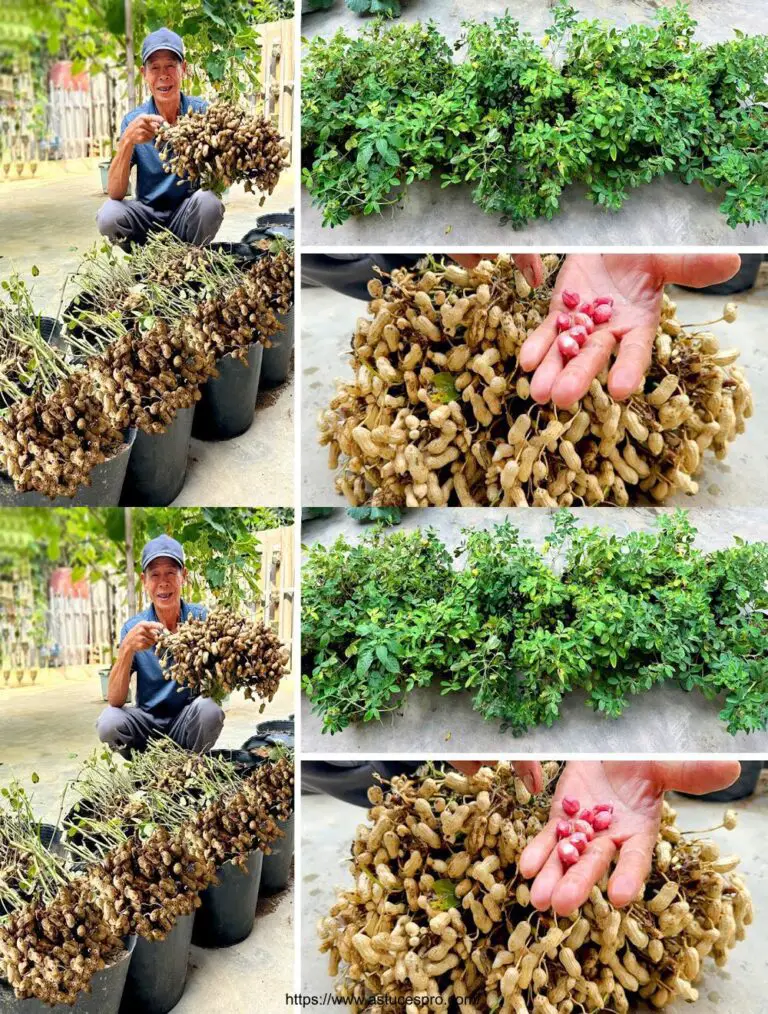 Sorprendente descubrimiento: Cultivar maní reina en casa, y sorprender el número de tubérculos