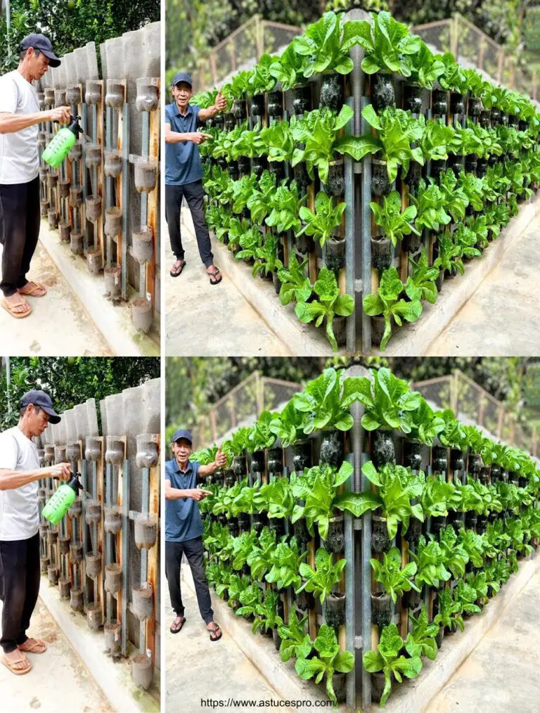 Hermosas ideas con botellas de plástico para un espléndido jardín vegetal casero!