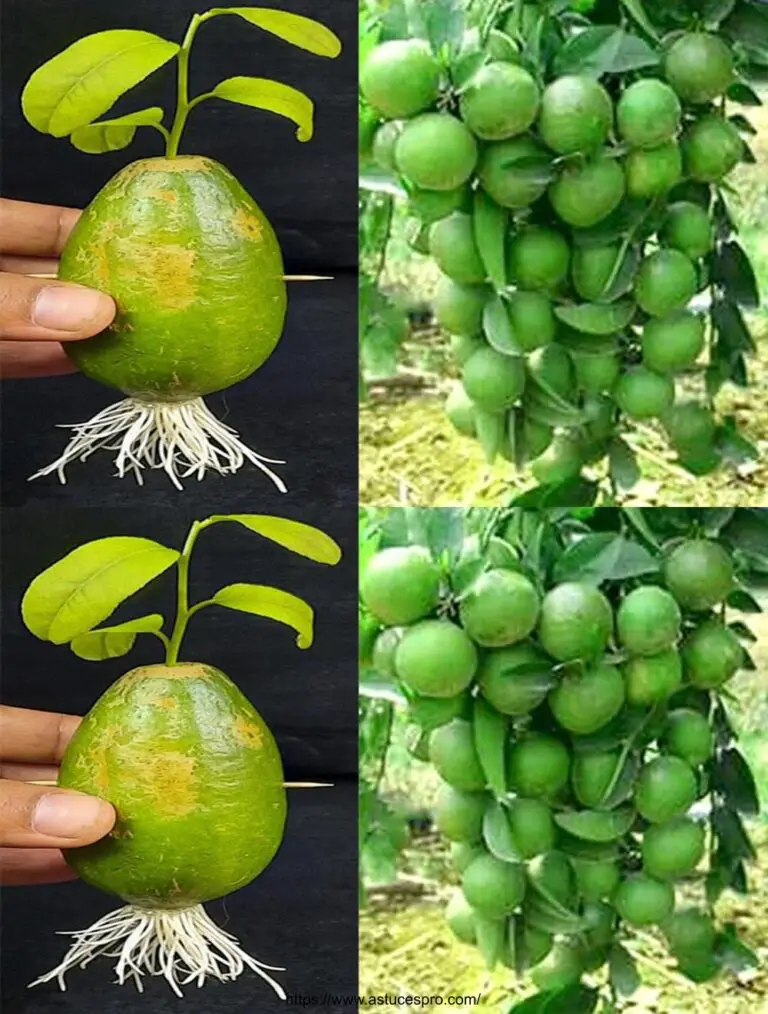 Propagando un árbol de limón de un limón con cebolla: cómo cultivar un árbol de limón con agua en casa