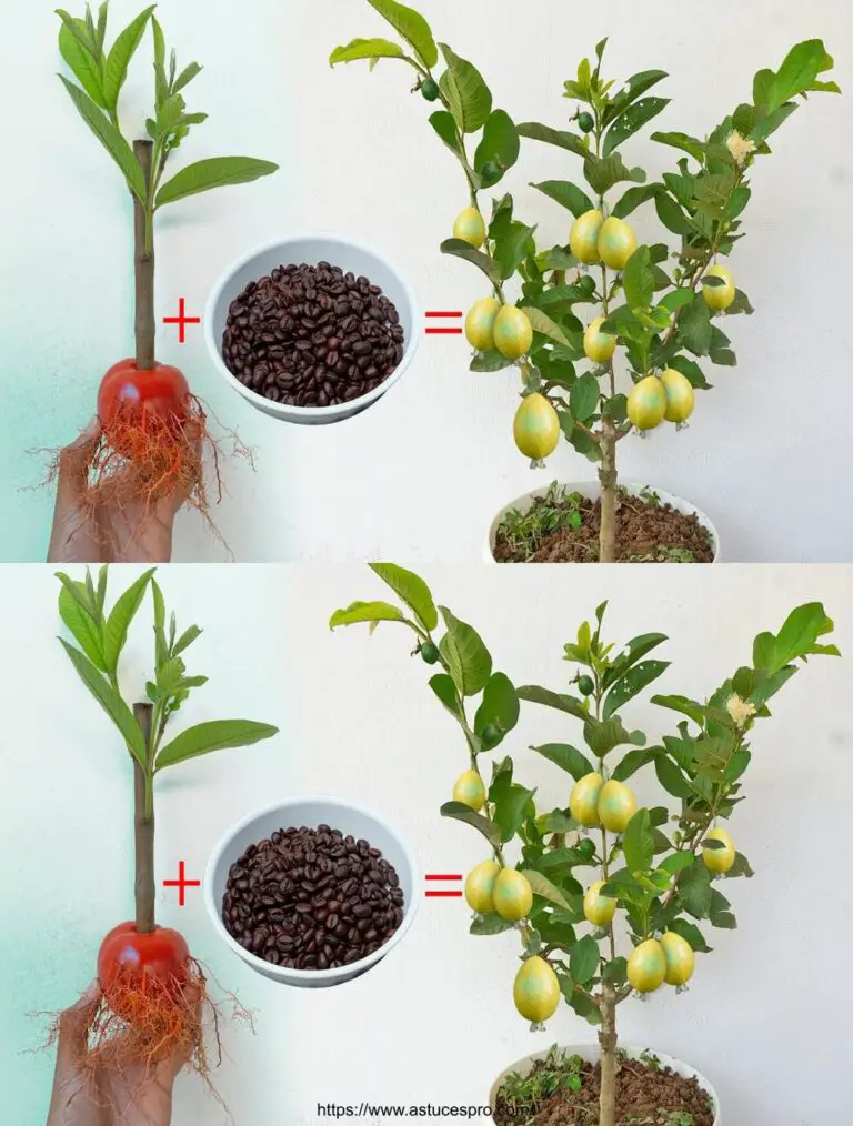 Nuevo método para difundir goyaviers y tomates de cortes