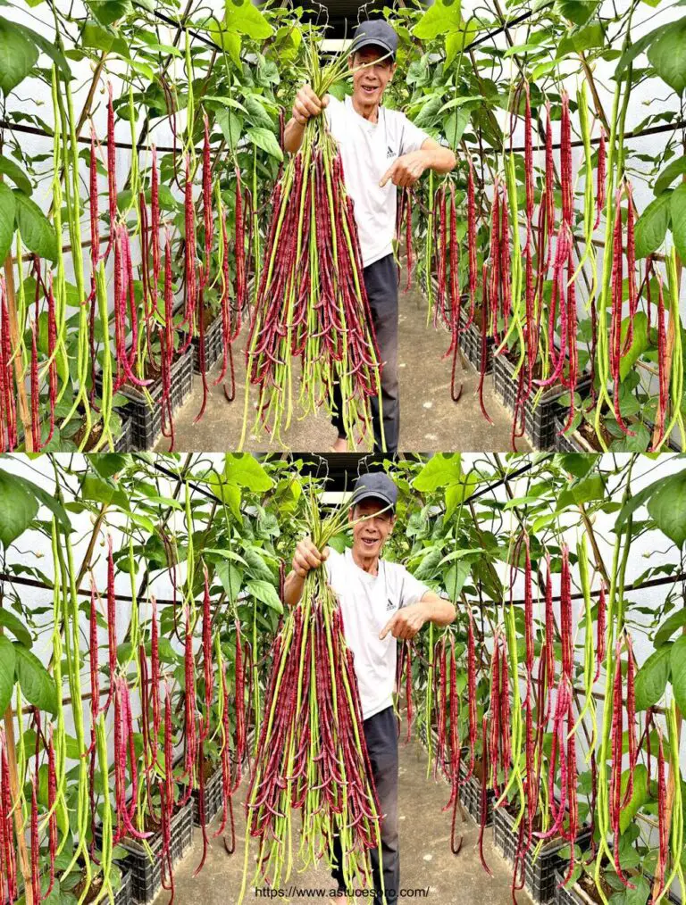 No te preocupes, este es mi sueño, jardín de soja de alto rendimiento.