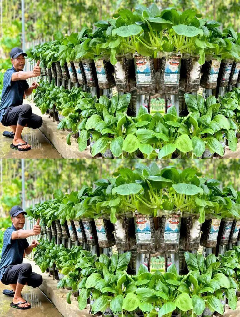 Crece un huerto de ensueño usando sólo botellas de plástico, delicioso y de alta eficiencia!