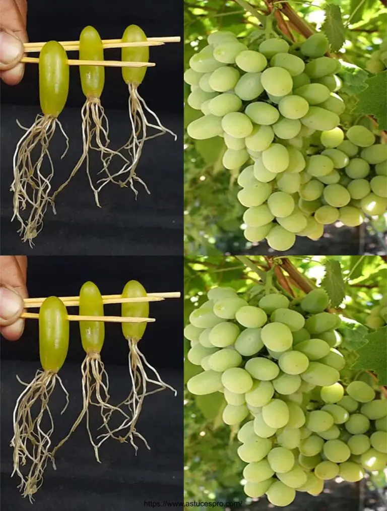 Cómo extender una planta de vid simplemente con agua y cultivar una vid en casa