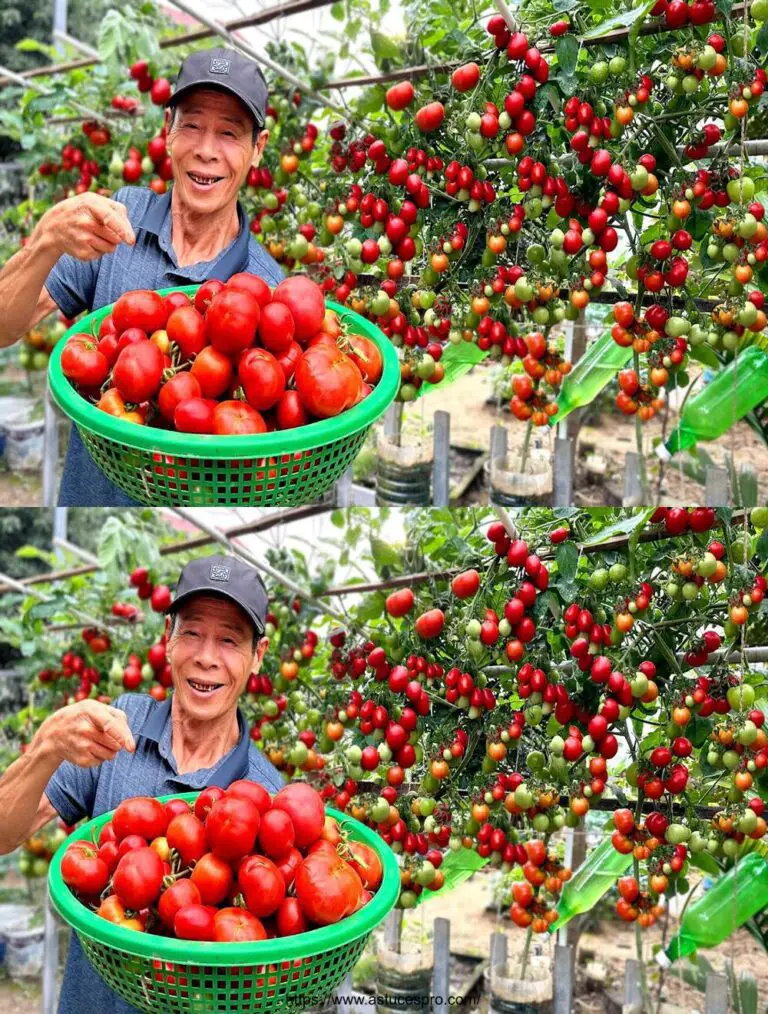 Consejo Ingenioso: Tomates que carician frutas sin fin con este Tour!