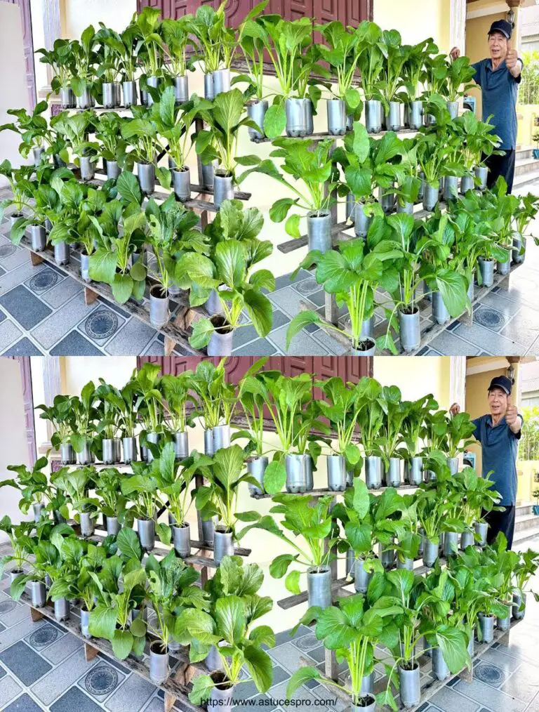 Jardín vegetal vertical en botellas de plástico: fácil de realizar en usted!