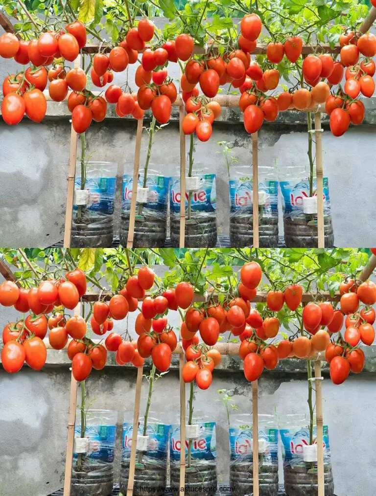 Consejos para el crecimiento de tomates de alto rendimiento en botellas de plástico, compartido por un viejo hombre de 90 años