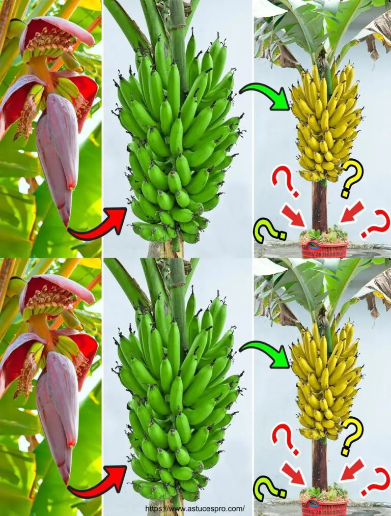 Impresionado por consejos simples para cultivar plátanos en casa, pero el rendimiento es extremadamente alto