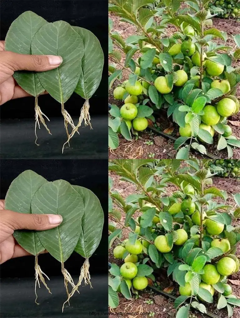 Cómo cultivar árboles de guava de hojas de goyave (Single Technique) con una tasa de éxito del 100%