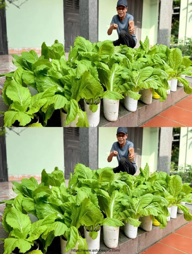 Consejos para cultivar verduras sin esfuerzo, economías adicionales y cultivos rápidos