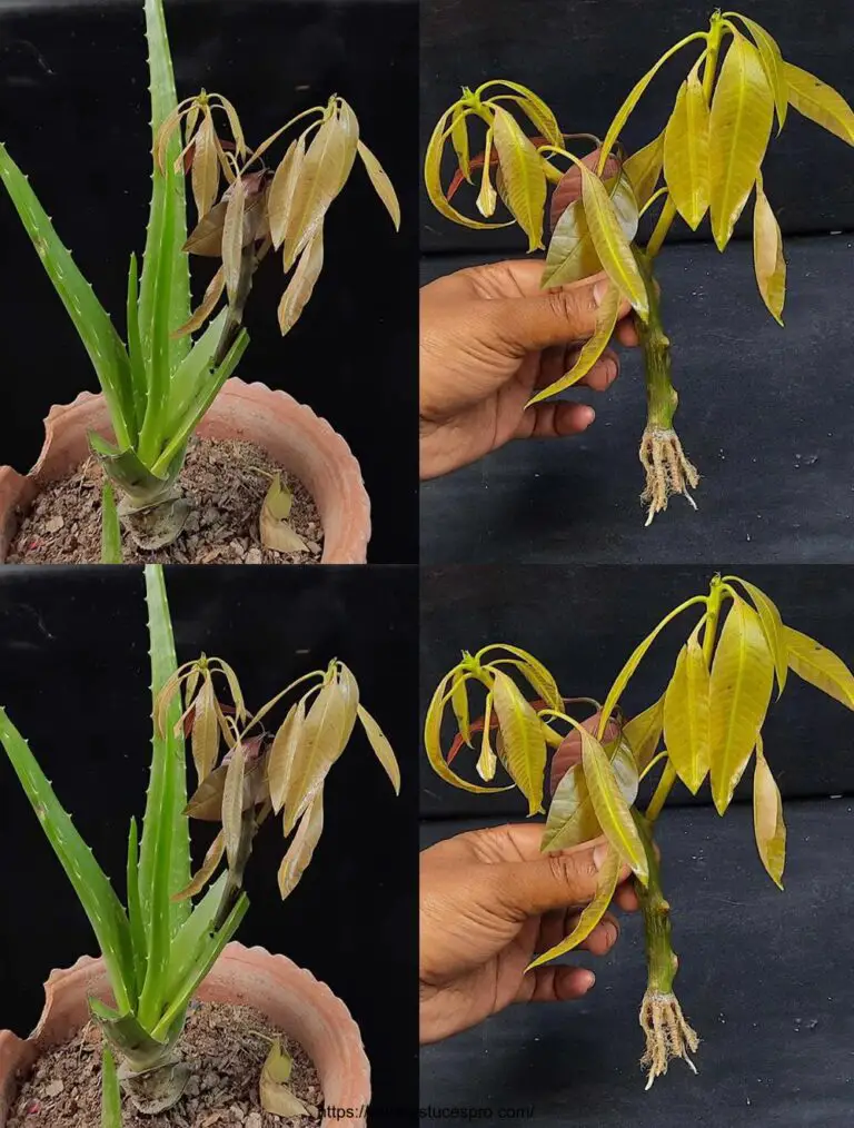 Técnica de Mango Rooting y Molinos de Enchufe en el Aloe Vera