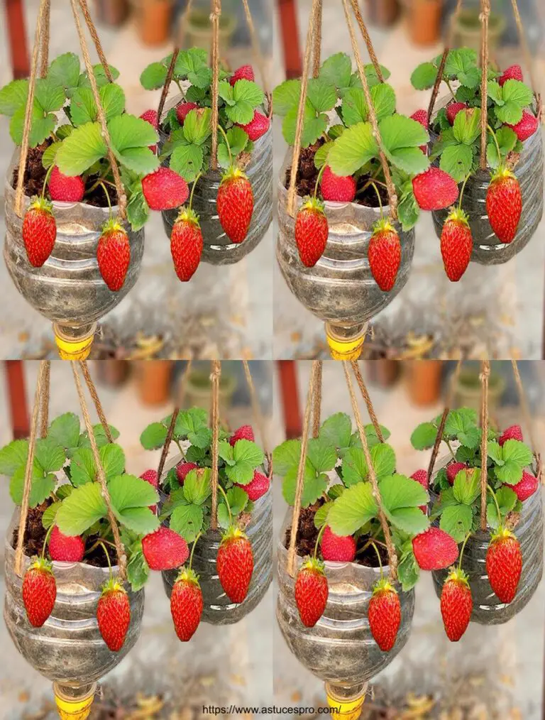 Sorprendente: el cultivo de fresas en botellas de plástico es fácil y fructífero!