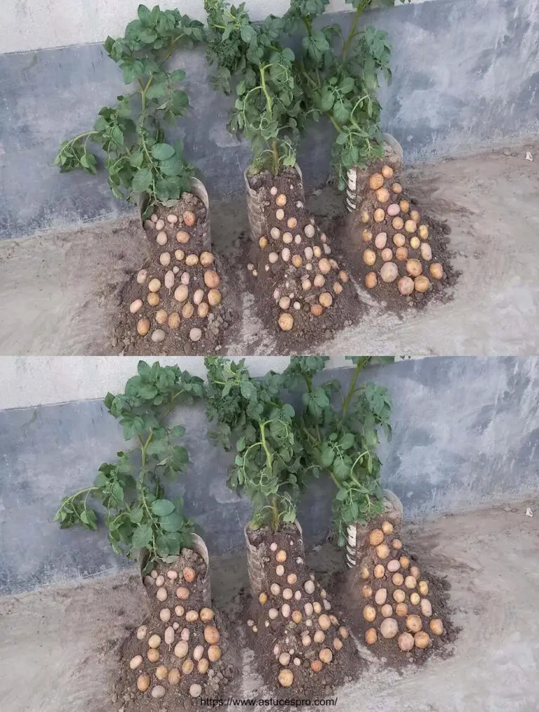 Cómo cultivar papas en botella de plástico en casa para conseguir múltiples tubérculos fácilmente