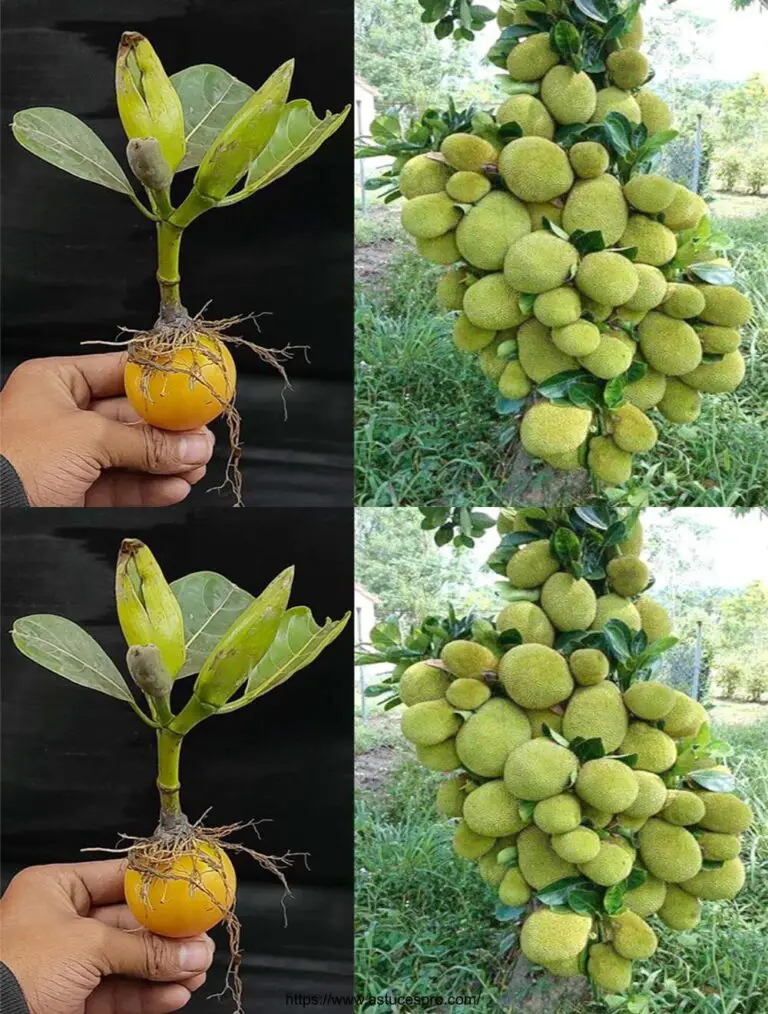 Cómo cultivar un árbol de Jacquier de Boutures